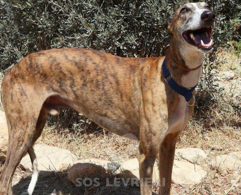 Theo Galgo