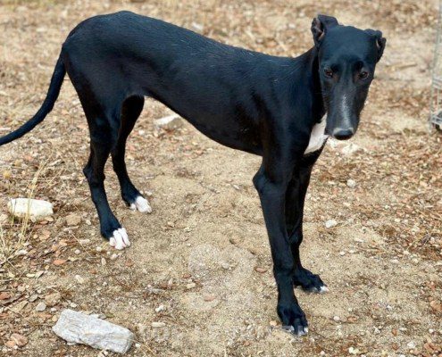 Trufa Galgo