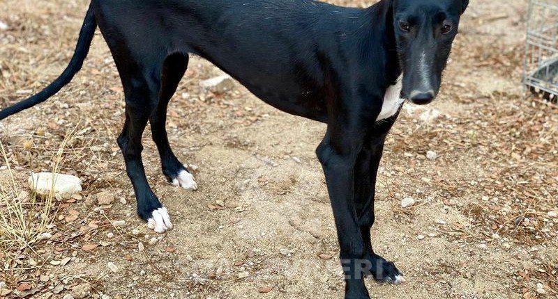 Trufa Galgo