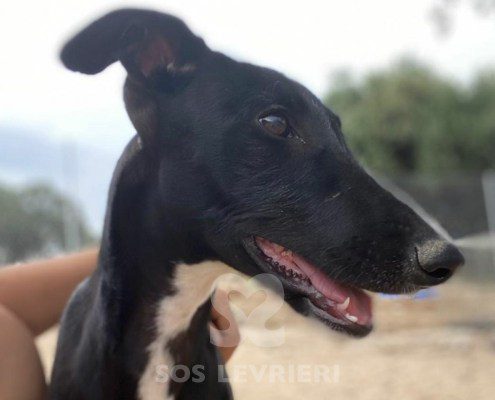 Trufa Galgo