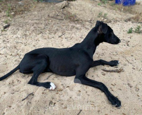 Trufa Galgo