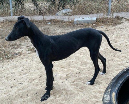 Trufa Galgo