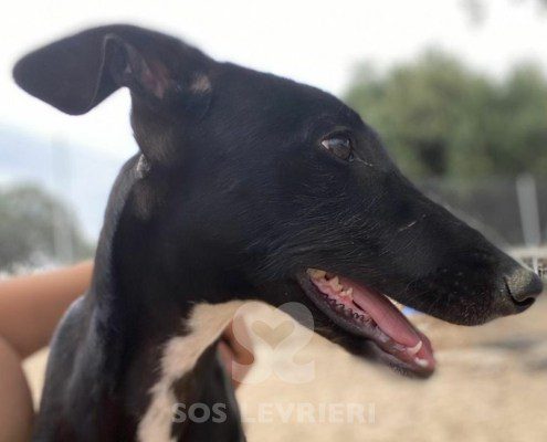 Trufa Galgo