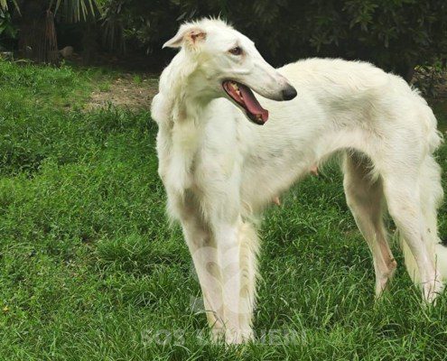 Vivien Borzoi