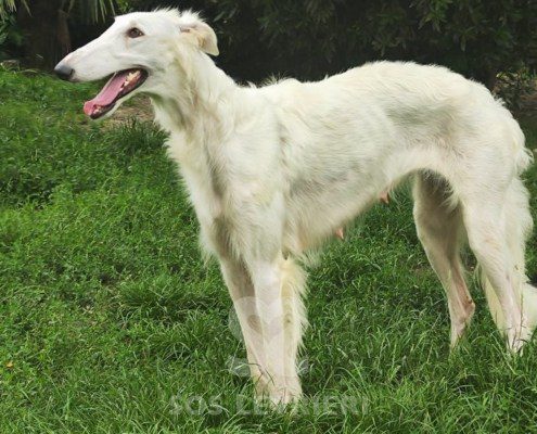 Vivien Borzoi
