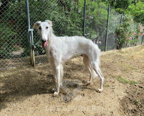 Vivien Borzoi