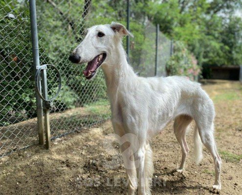 Vivien Borzoi