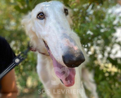 Vivien Borzoi