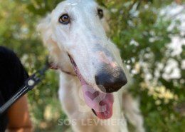 Vivien Borzoi