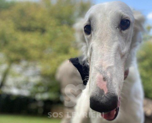 Vivien Borzoi