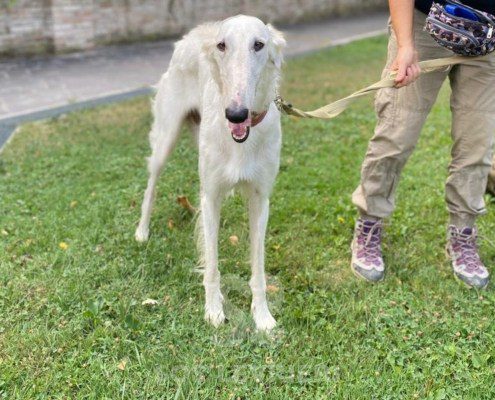 Vivien Borzoi