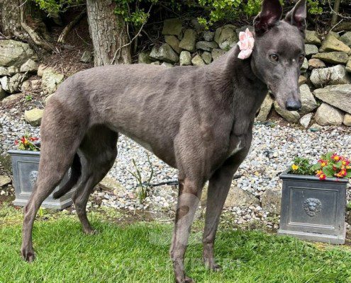 Winnie Greyhound