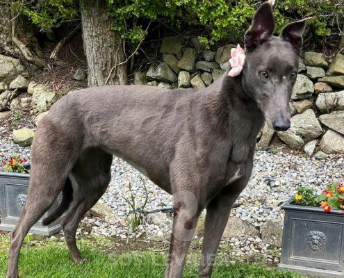 Winnie Greyhound