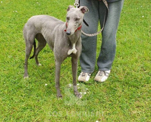 Angel Greyhound
