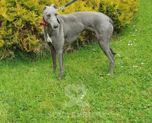 Angel Greyhound