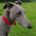 Angel Greyhound