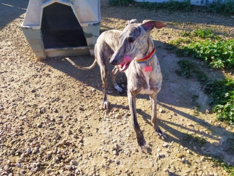Anika Galgo