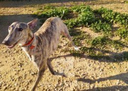Anika Galgo