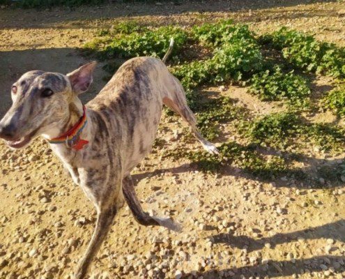 Anika Galgo