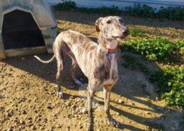 Anika Galgo