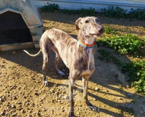 Anika Galgo