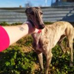 Anika Galgo