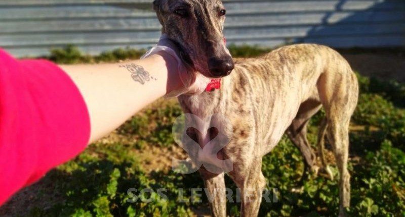 Anika Galgo