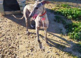 Anika Galgo