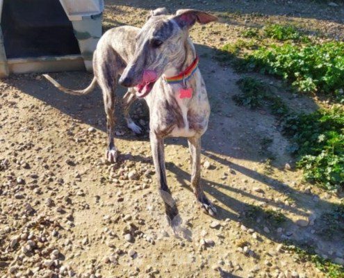 Anika Galgo