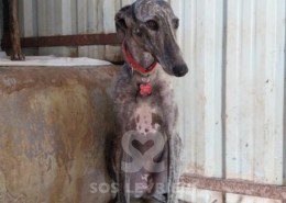 Anika Galgo