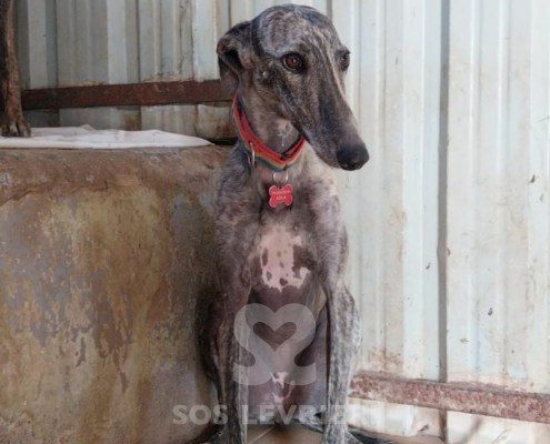 Anika Galgo