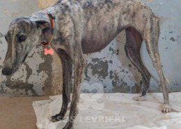 Anika Galgo