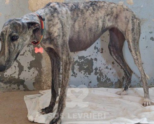 Anika Galgo