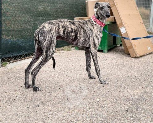 Reno Galgo