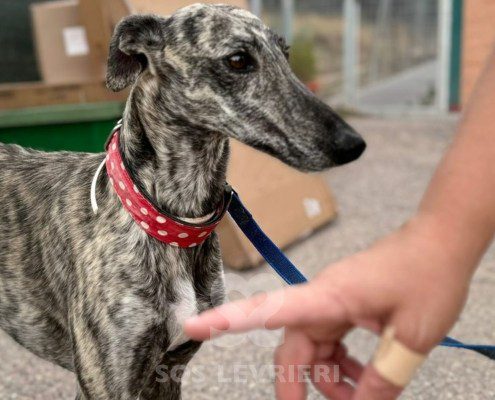 Reno Galgo
