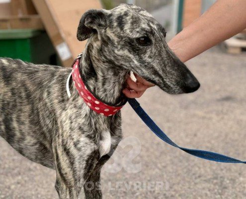 Reno Galgo