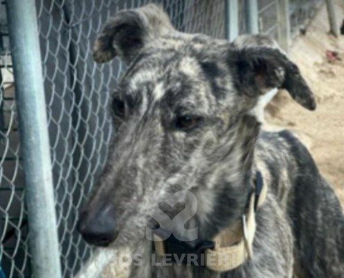 Reno Galgo