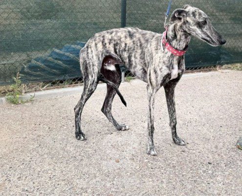 Reno Galgo