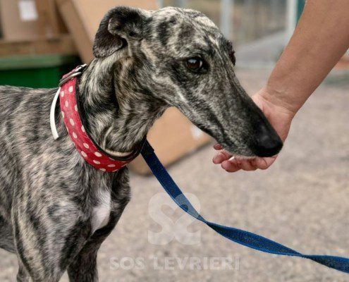 Reno Galgo