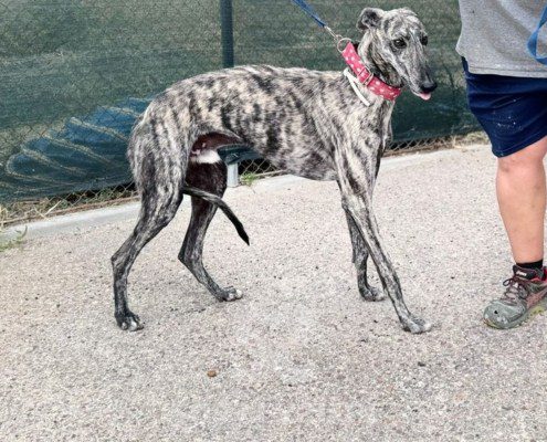 Reno Galgo
