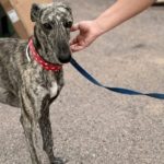 Reno Galgo