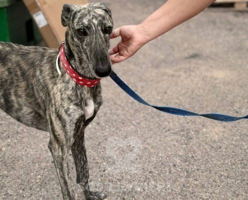 Reno Galgo