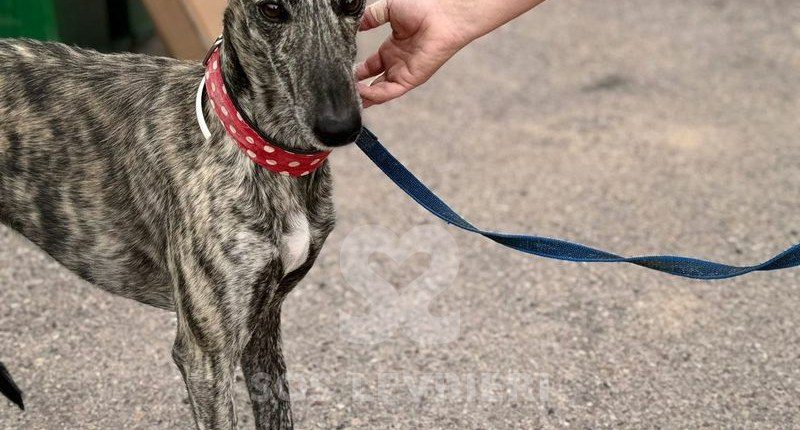 Reno Galgo