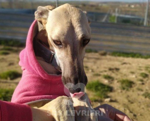 Verona 2 Galgo