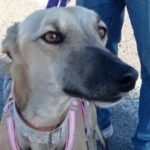 Verona 2 Galgo