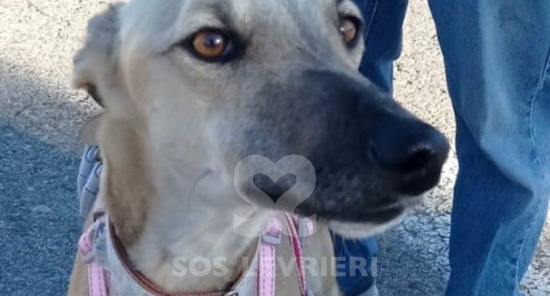 Verona 2 Galgo