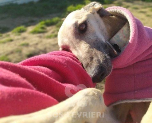 Verona 2 Galgo