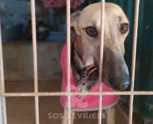 Verona 2 Galgo