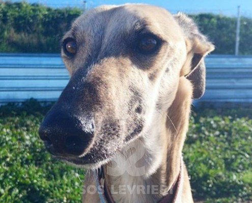 Verona 2 Galgo