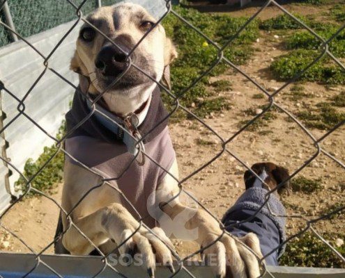 Verona 2 Galgo